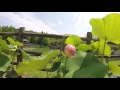 宇治市植物公園　夏のゾーン　蓮の花　20160618 の動画、YouTube動画。