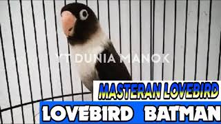 MASTERAN LOVEBIRD SUARA LOVE BIRD BATMAN NGEKEK PANJANG