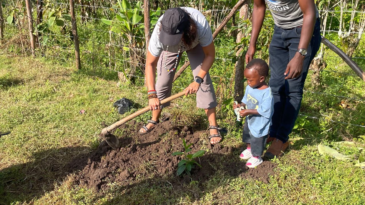 We planted fruit trees