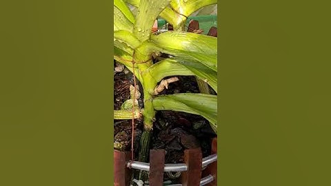 Cách phục hồi cây lan bị nhăn lá #hoalantuyenha