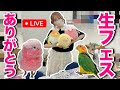 【生配信】初イベント終了!鳥たちと感想会&頂き物開封の儀🎁