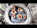 Птенцы Рябинника в гнезде, Chicks Fieldfare