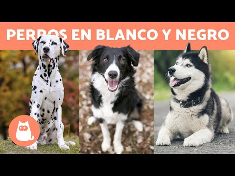 Video: ¿Qué raza de perro es blanca con una capa rizada?