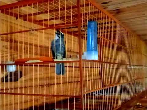 Canto De Trinca Ferro Eu Sou Terrível Trinca Ferro Eu Sou Terrivel Top Youtube