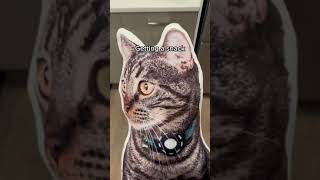 There's an imposter? 😾😾😾 || beaglebitez - cute pet videos