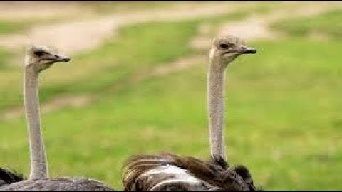 50 Ostriches vs 42 Giraffes | Beast Battle Simulator