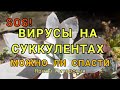 Вирусы на суккулентах. Можно ли спасти.