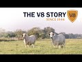 The V8 Ranch Story — Historic Cattle Ranch in Hungerford, Texas