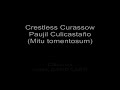 Crestless Curassow, Paujil Culicastao (Mitu tomentosum)