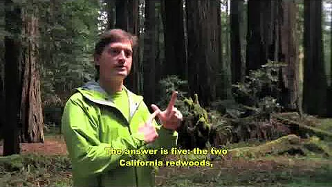Steve Sillett, PhD. Sequoia/Redwood Canopy Researc...