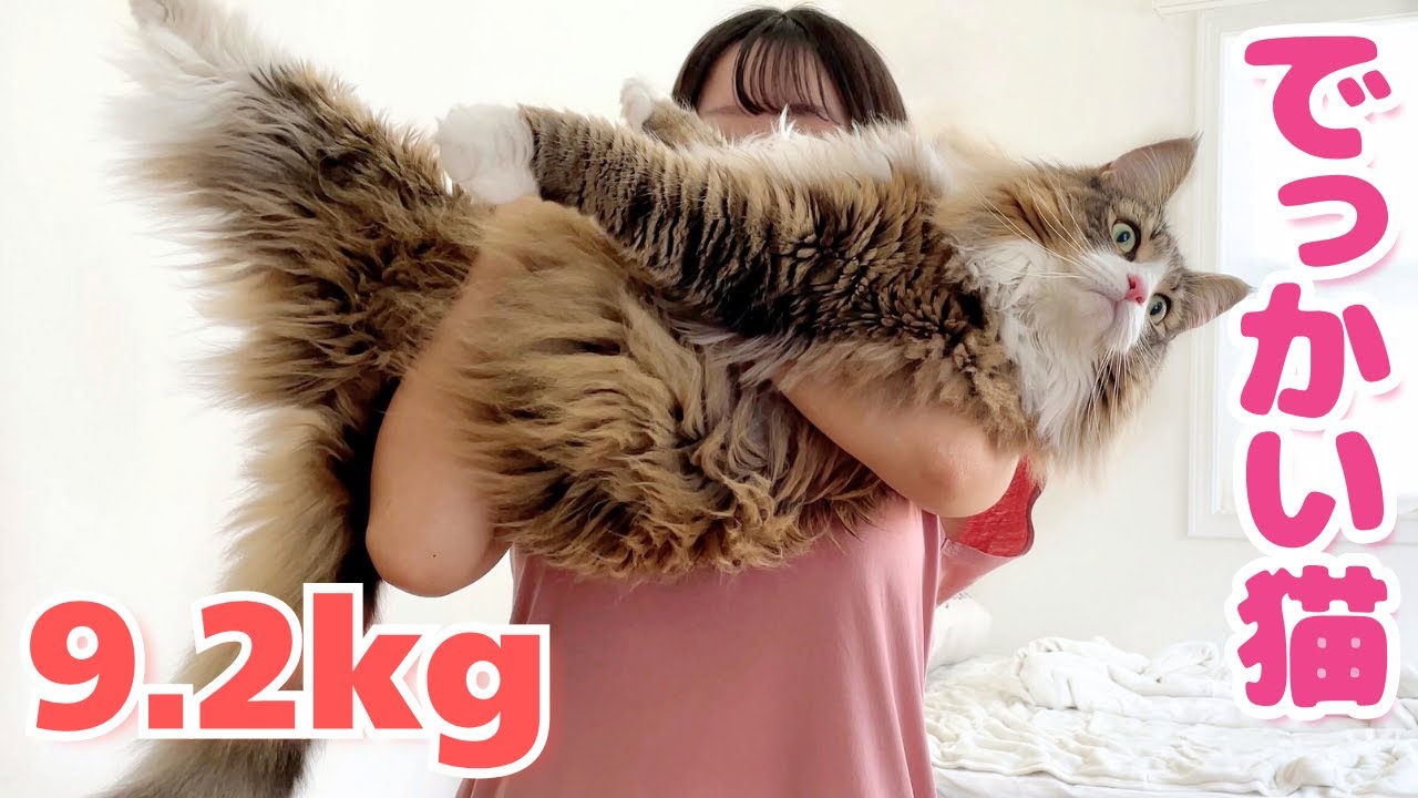 【デカ猫】ノルウェージャンが最高すぎる7つの理由を解説します【甘えん坊】