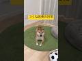 焼き鳥屋てら、つくね店長の日常 #shorts #dog #shibainu #cute