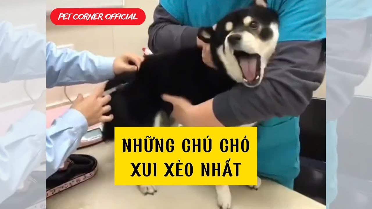 Pha tấu hài đến từ những chú chó xui xẻo - Pet Corner - YouTube