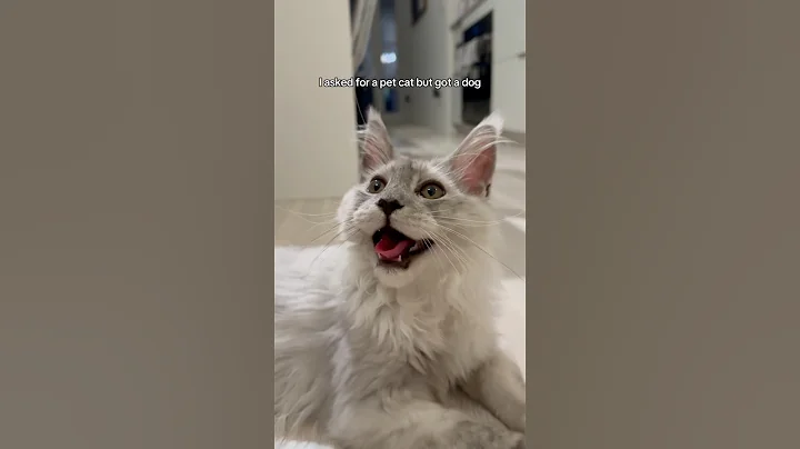 Video 10759091: mainecooncats kitten kitty, mainecooncats kitty cat, funnycats mainecooncat, mainecooncat cutecat, mainecooncat cat funny, funnycats catplaying