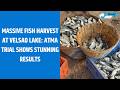 Massive Fish Harvest at Velsao Lake: ATMA Trial Shows Stunning Results