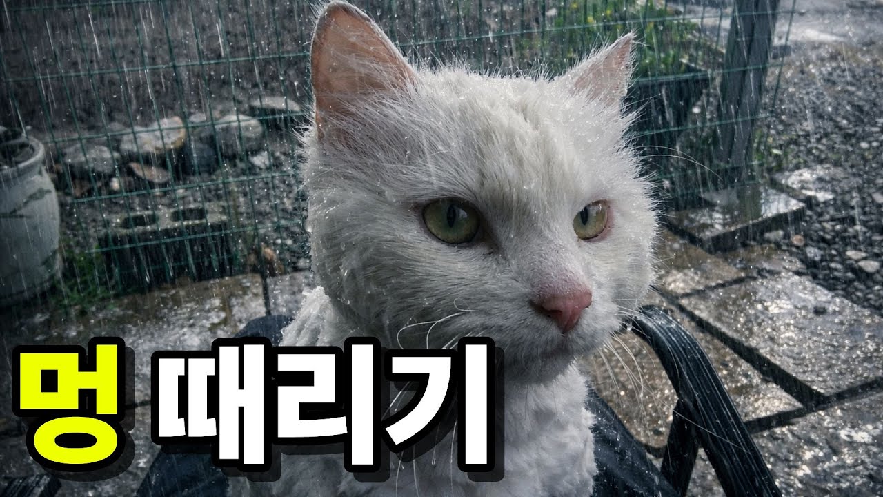 시골 밭에 사는 고양이와 비오는 날 같이 멍때리기