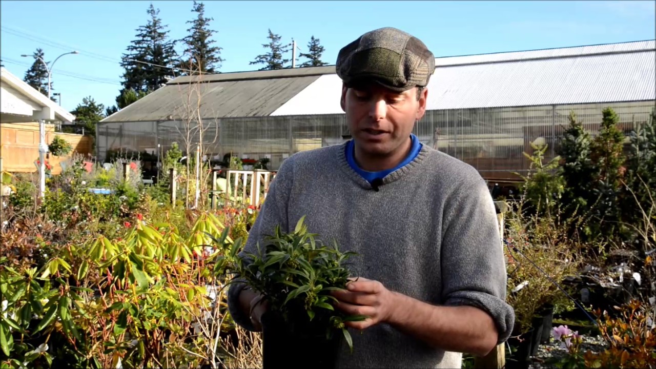 Sarcococca hookeriana var. humilis/ Himalayan Sweet Box