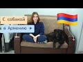 ПЕРЕЕЗД С СОБАКОЙ В АРМЕНИЮ! Переезд в Армению сейчас (2023) / Как Перевезти СОБАКУ в САМОЛЕТЕ?