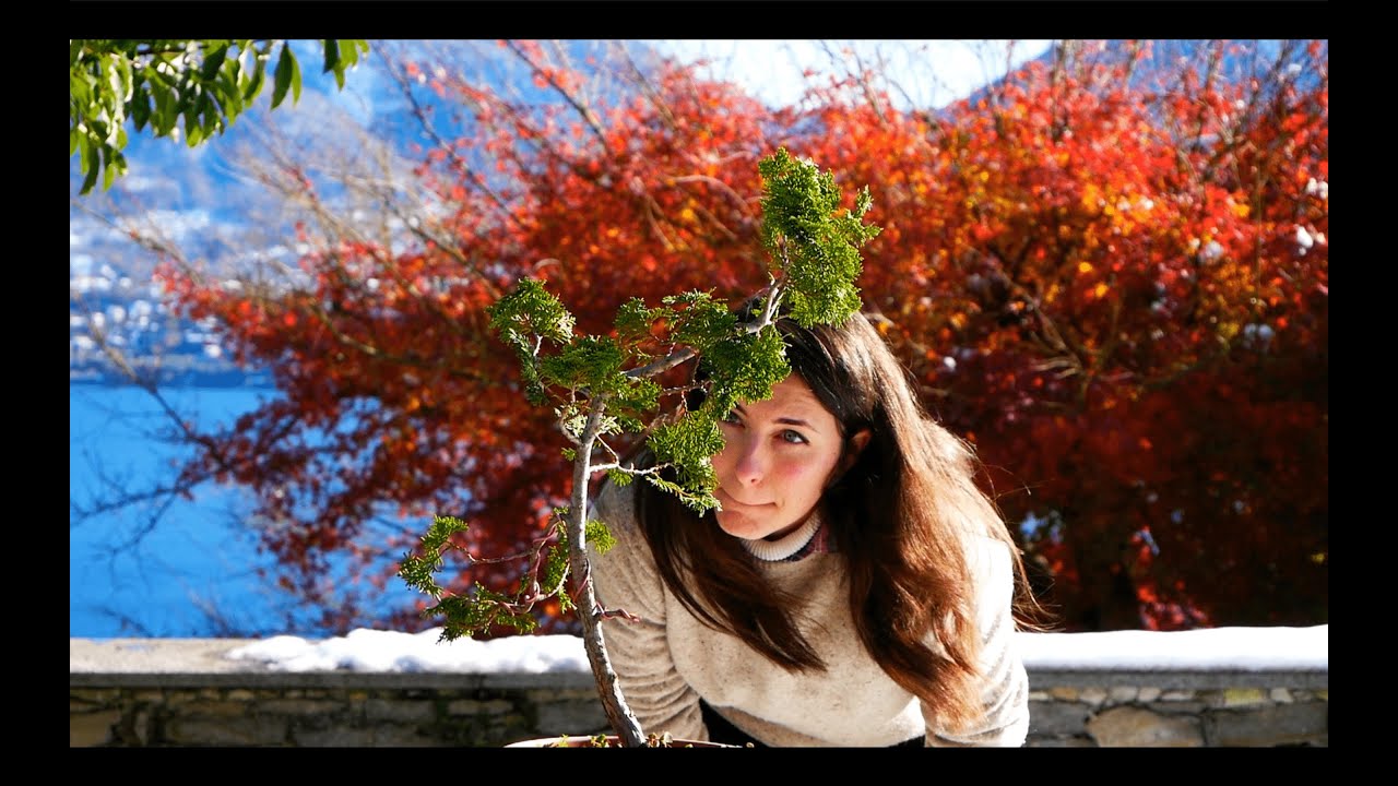 Hinoki Cypress Bonsai Transformation