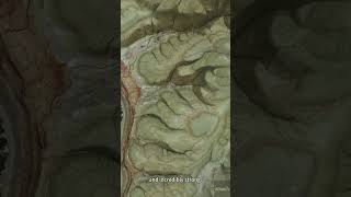 What Is Craton? Lets Find Out