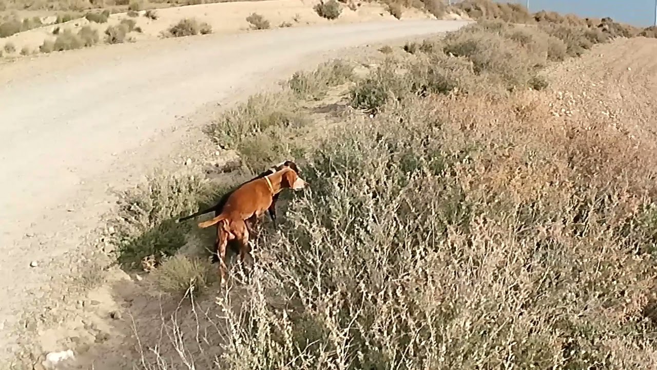 trailer caza 28-10-2021