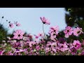 I'll Wait for You Emiko Shiratori