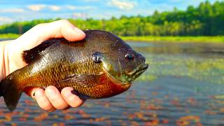 NEW Lures Caught HUGE Bluegill! (Feat. Jiggy Lures)