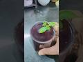 Butterfly Pea Flower Tea in 30 secs | Viral Wellness Drink | Instant Tea for Glow #shorts #viral