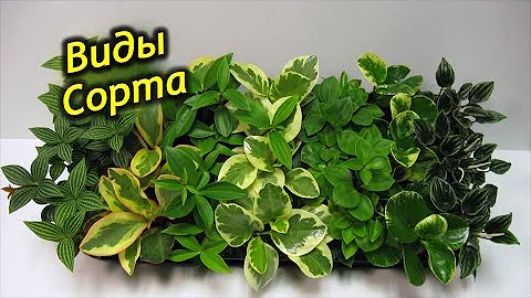 Разнообразие Пеперомий. Пеперомия – виды и сорта!