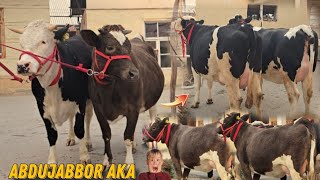 Ma Sha Alloh ☎️97 819 66 55 Uddar Sigirlar Keldi Abdujabbor Akaga 