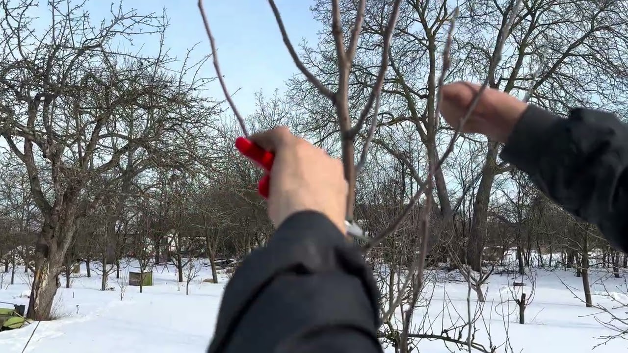 Обрізка яблуні способом «веретено»