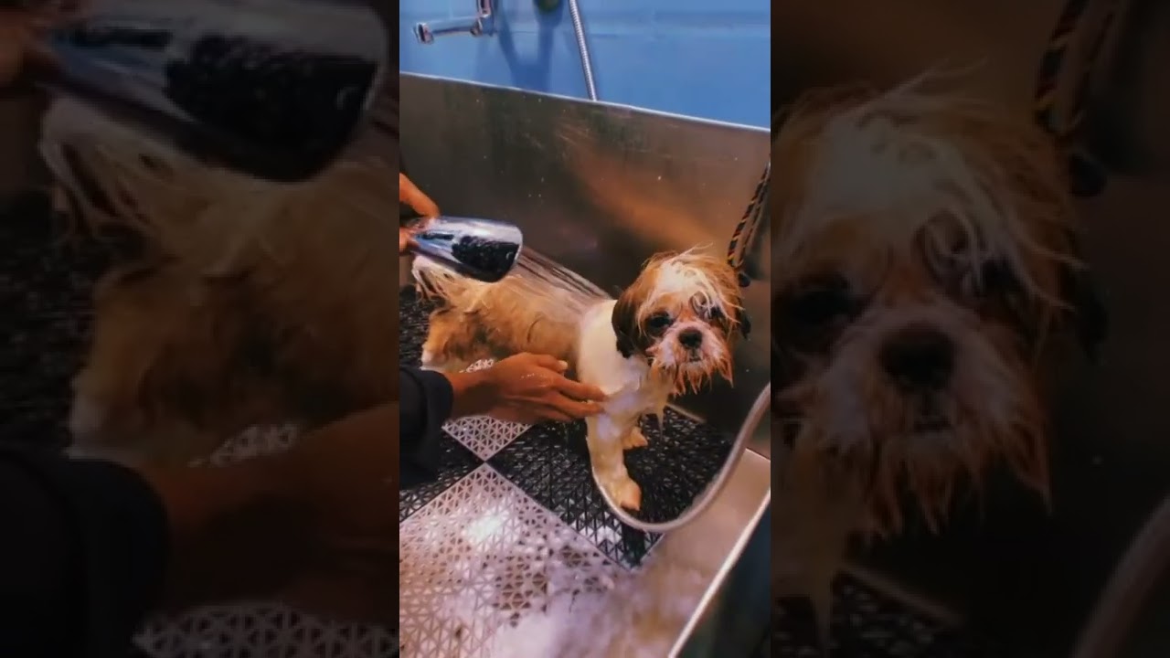 Shitzu । Shorts । PET HOOD  । REELS । PET Lover ।  Animal Lover । #petlover #animals #pets #shitzu