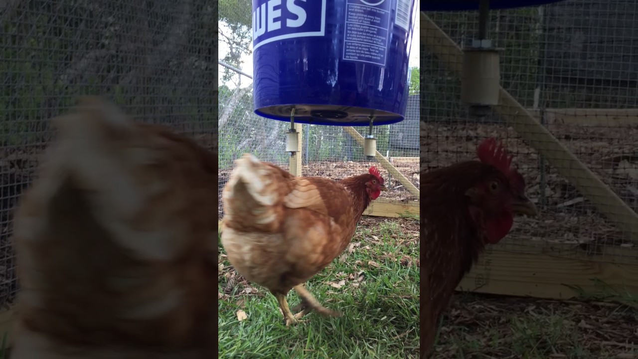 Automatic Chicken Feeder No Waste Youtube