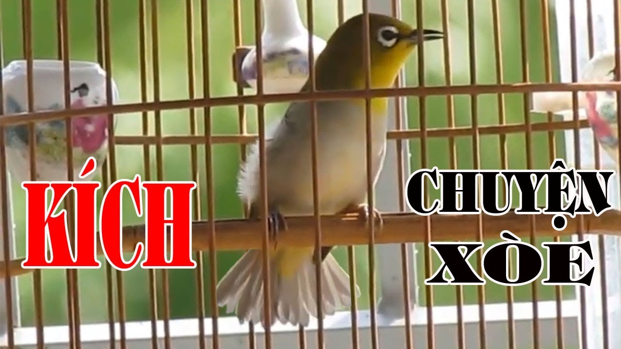 KÍCH KHUYÊN CHUYỆN XÒE - File KHUYÊN CHUYỆN / Tuấn Mi