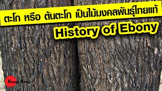 ตะโกหรือต้นตะโก เป็นไม้มงคลพันธุ์ไทยแท้, ตะโกไม้ไทยแท้ดั้งเดิม, มะถ่านไฟผี, พญาช้างดำ, นมงัว, โก