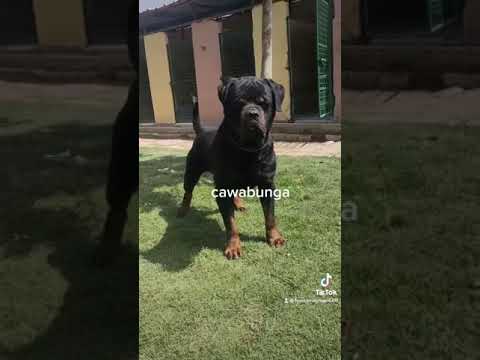 الدبابه كاوبنجا من اضخم واقوي الكلاب الروت وايلر في مصر