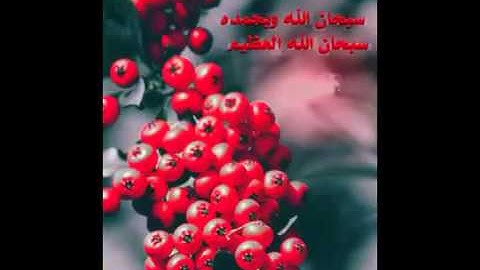 تلاوات الشيخ وليد الخثلان