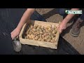 Installer un film de paillage pour pommes de terre  nature  truffaut