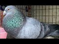 Cuban Thief Pouters — Breed Update & Loft Behavior 🕊️ #birds #pigeon #paloma