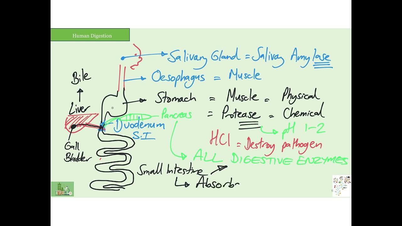 GCSE Biology Paper 1 revision Digestion and Enzymes YouTube