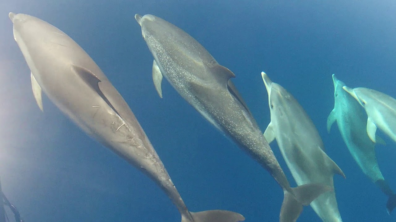 Dolphins in a calm sea