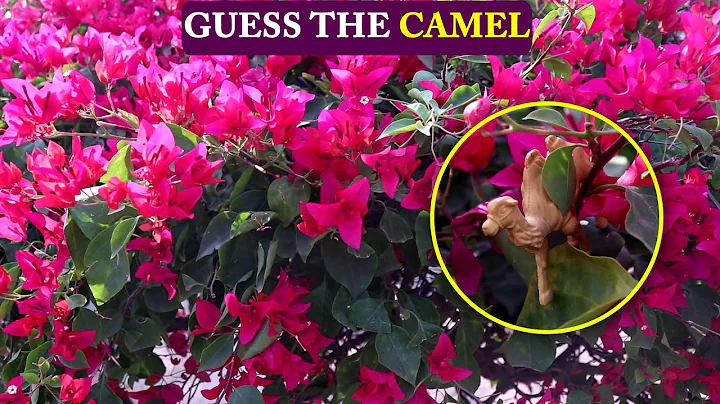 Guess The Hidden CAMEL Hidden Animals Optical Illusions Genius Brain Teasers MostFAILUSriddle Brain