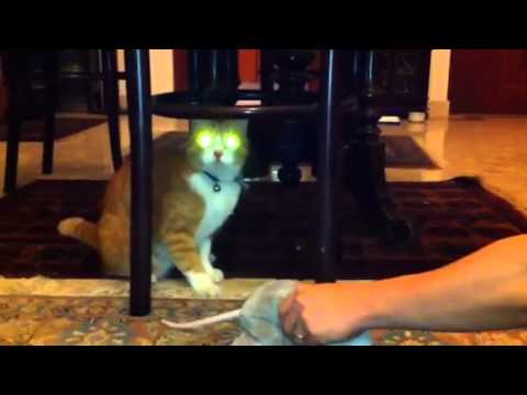 Diablo the Cat playing - YouTube