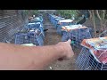 Quail Breeders Silipin Natin.