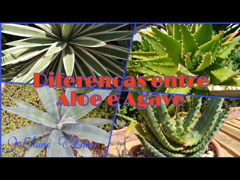 Vídeo: Século E Aloe: Qual é A Diferença? Qual é A Diferença Entre Uma Planta Agave E Aloe Vera?