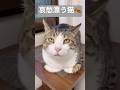悲しくなってしまったポテチくん#shorts #猫 #cat