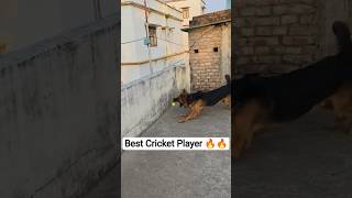 Charlie The Cricketer 🔥🔥 #germanshepherd #charlie #gsd #dog #gsdpuppy #cricket