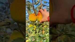Picking Fresh Golden Apples Directly from the Tree in a Sunny Orchard Morning #shorts