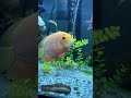 Red spot severum cichlid #severum #freshwaterfishtank #fish #aquariumfish #@21Cichlidss