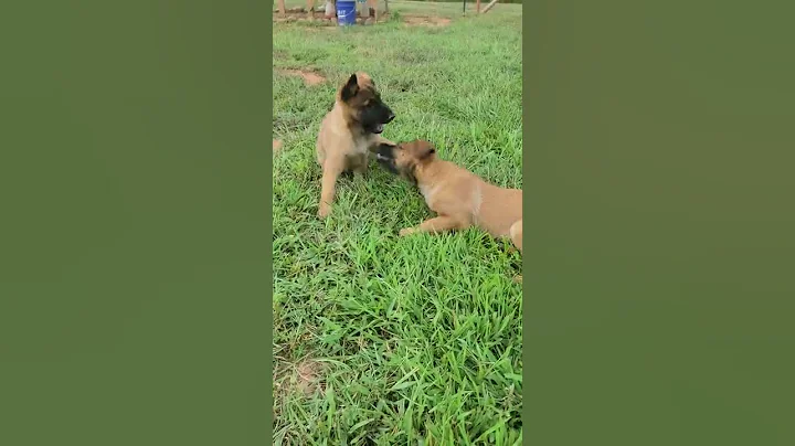 June 2 2022 liter. That maligator chomp..
